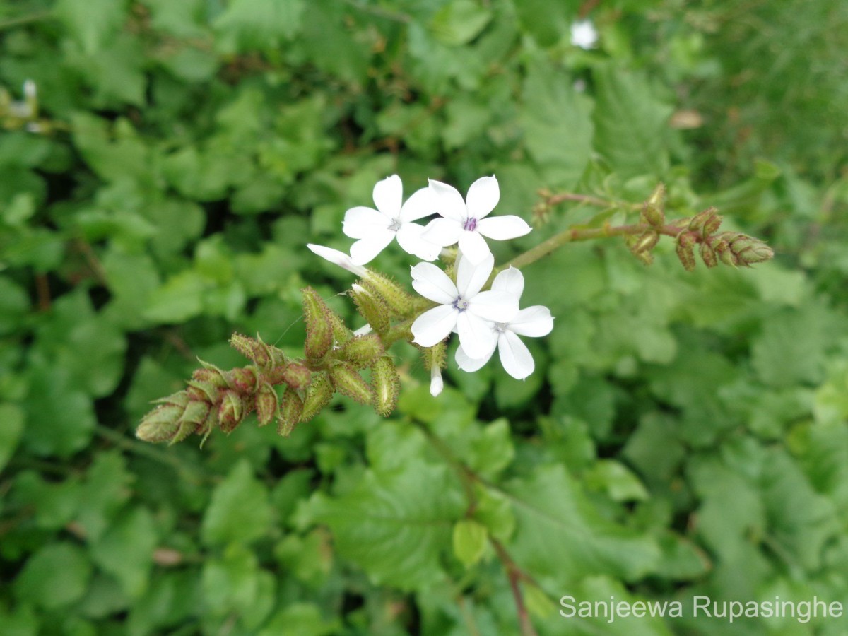 Plumbago zeylanica L.